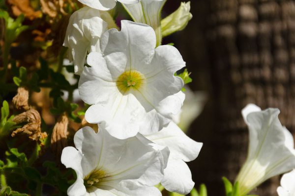 fiori-bagni-gilberto